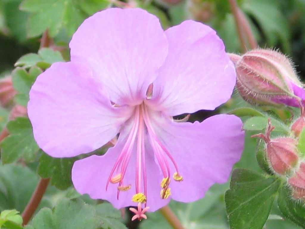 Geranium 'Karmina'