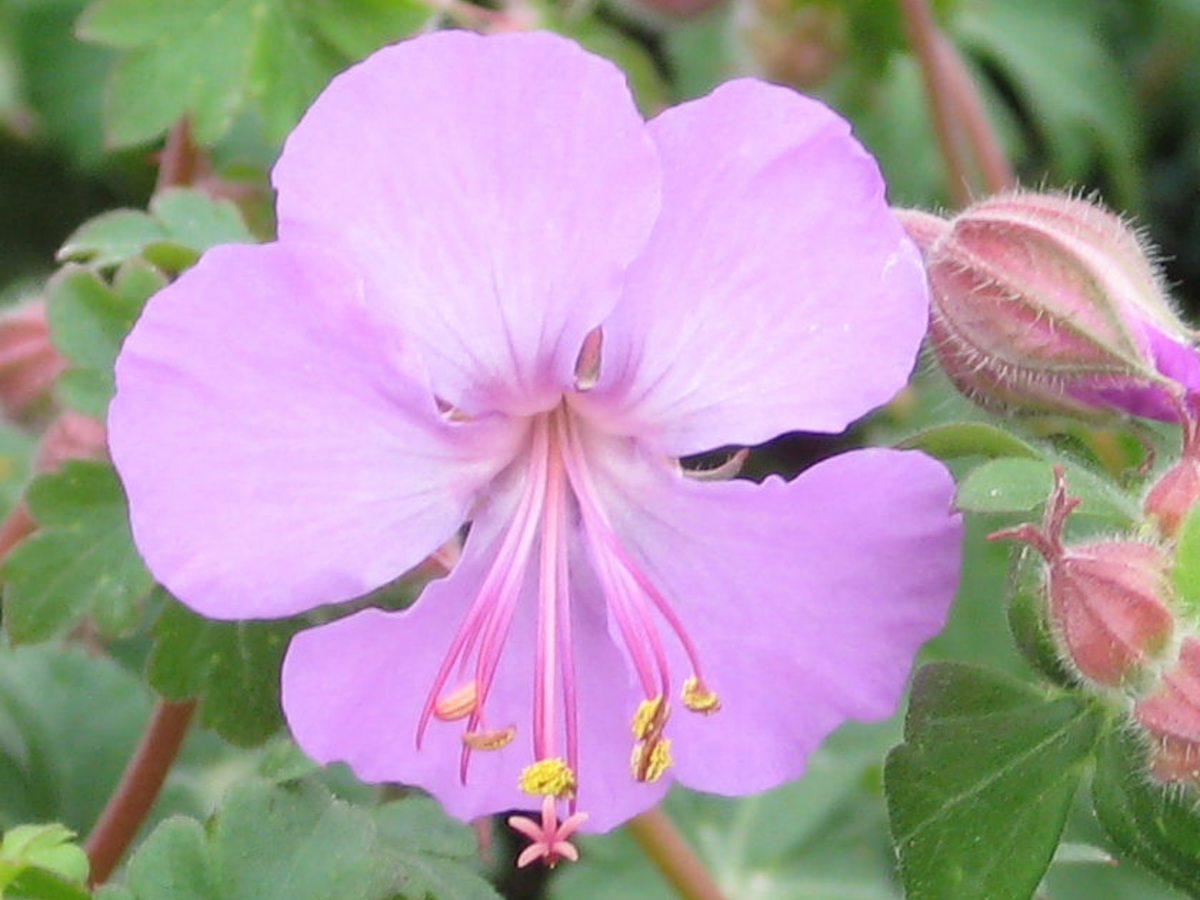 Geranium 'Karmina'