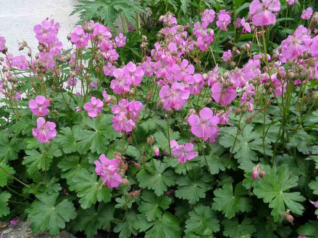 Geranium 'Karmina'