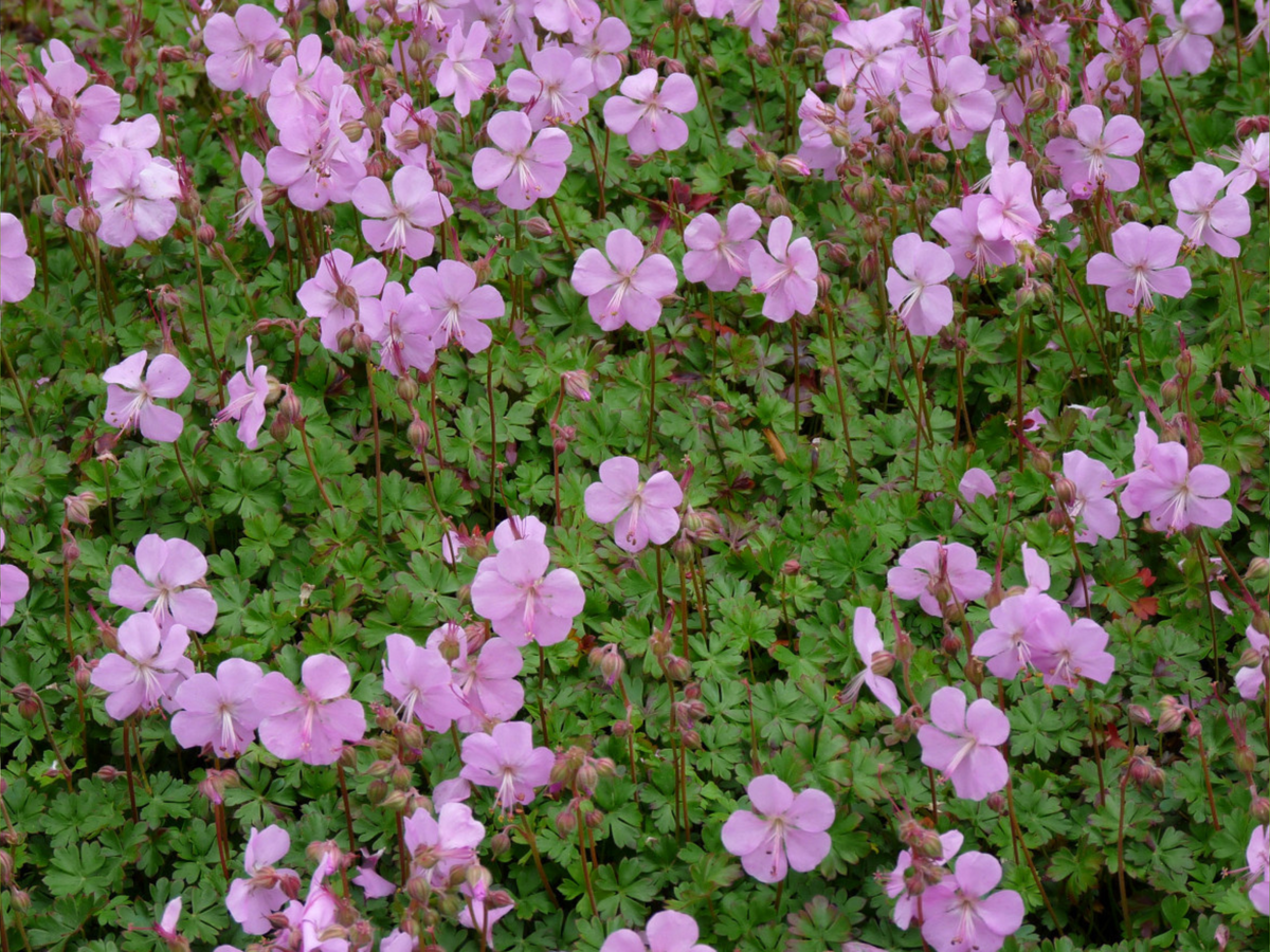 Geranium 'Karmina'