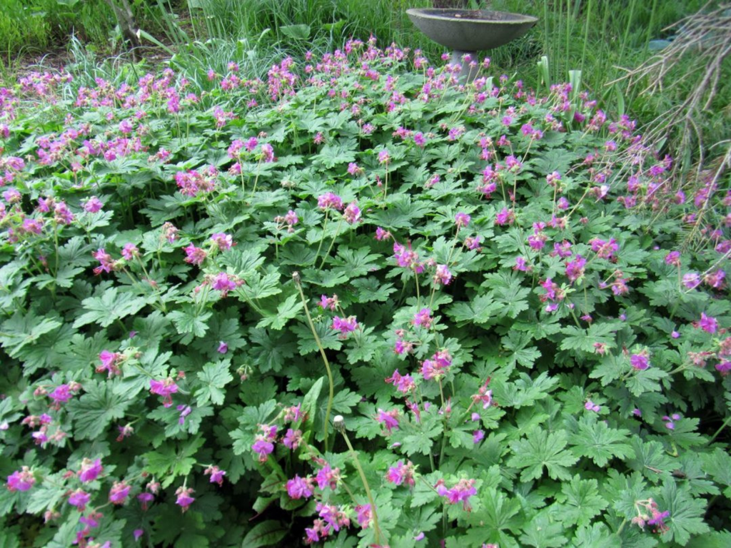 Geranium 'Karmina'