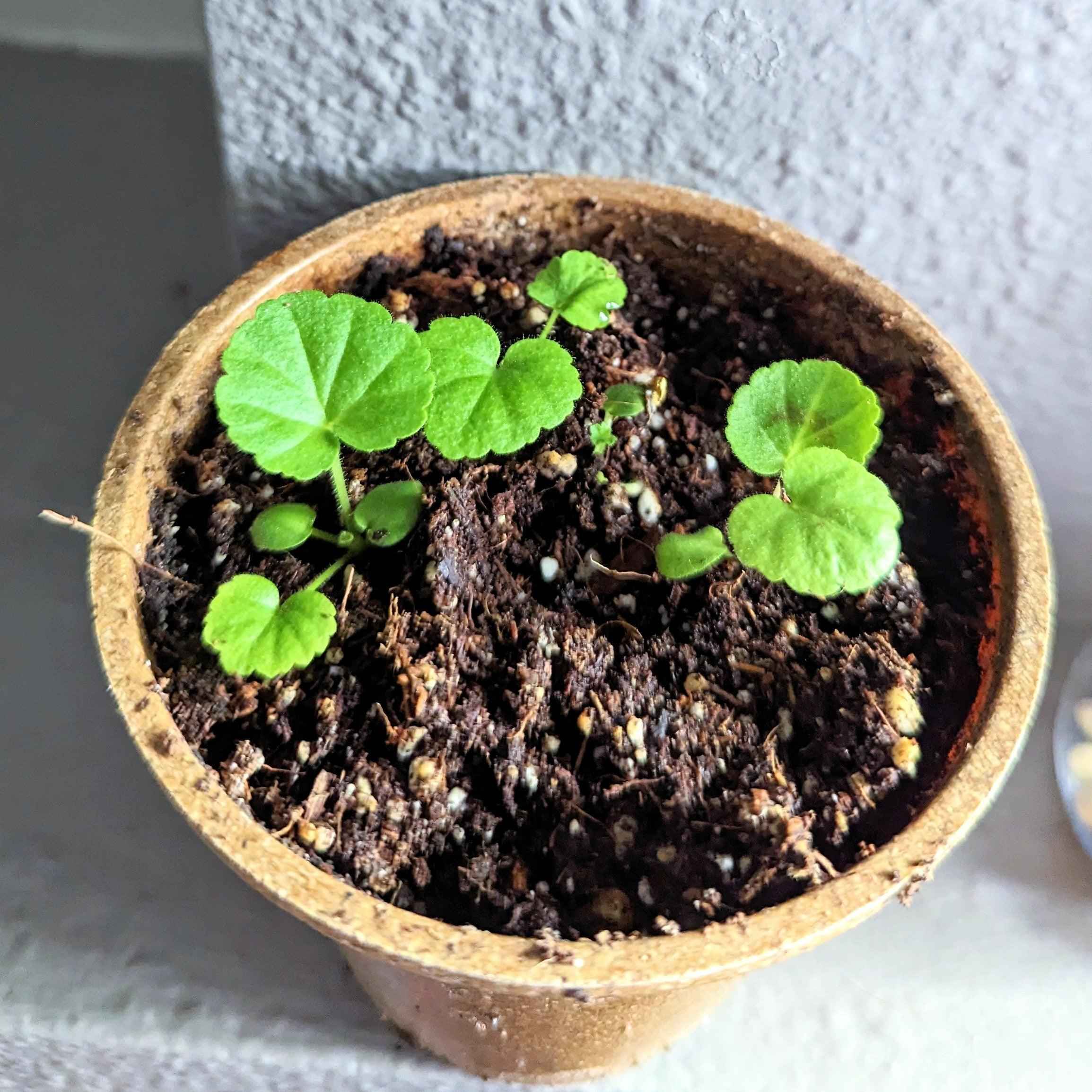 Geranium Seeds
