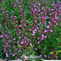 Wall Germander Seeds – Non-GMO, Bee & Butterfly Friendly, Teucrium Chamaedris, Perennial Herb for Borders & Hedges