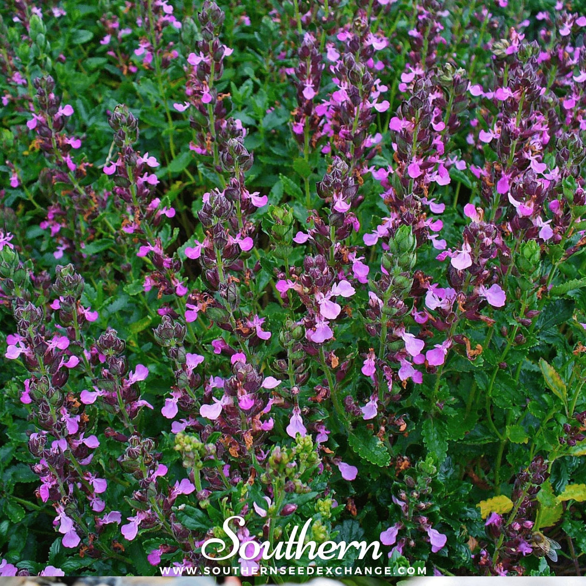 Wall Germander Seeds – Non-GMO, Bee & Butterfly Friendly, Teucrium Chamaedris, Perennial Herb for Borders & Hedges