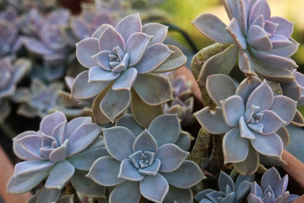 2 Echeveria Ghost Plant Cuttings – Unrooted Succulent Stems for Propagation – Graptopetalum Paraguayense – Easy Indoor Plant