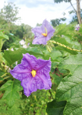 Giant Potato Tree (Solanum macranthum, Solanum wrightii)