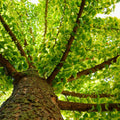 Ginkgo Biloba