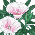 Godetia, Semi-Tall Single Mix (1/4 lb)