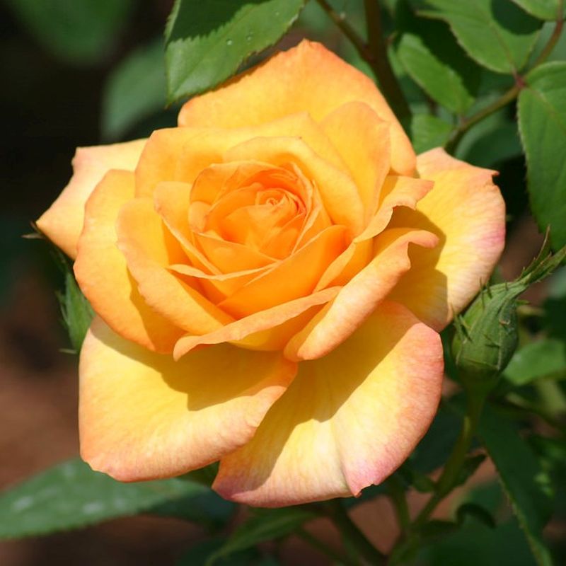 1 Gold Medal Rose Bush | Bare Root Live Starter Plant | Golden-Yellow Hybrid Tea Rose – Fragrant, Hardy, Repeat Bloomer