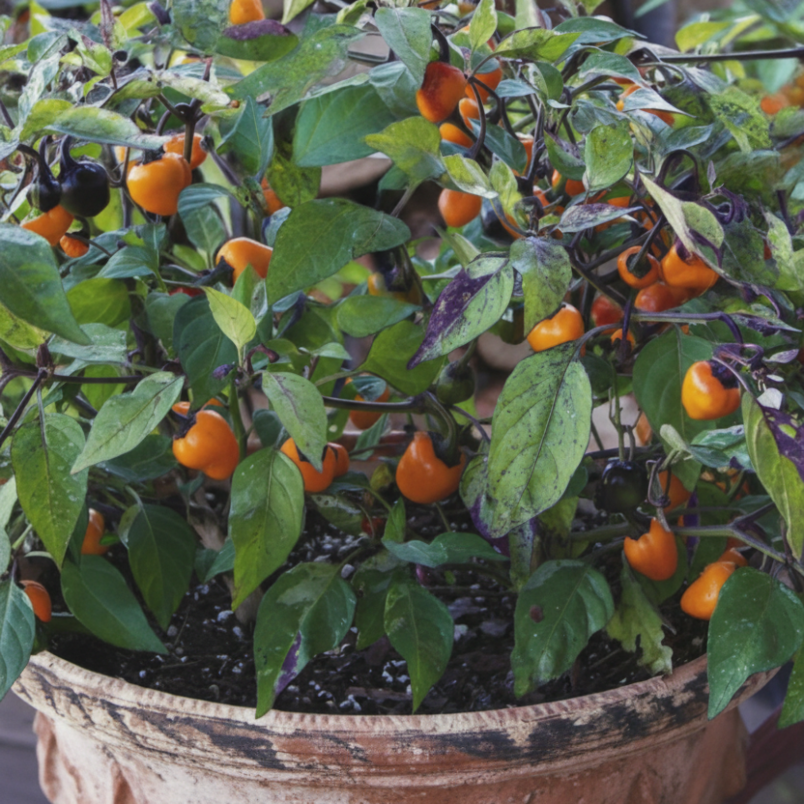 Golden Nugget Pepper Seeds