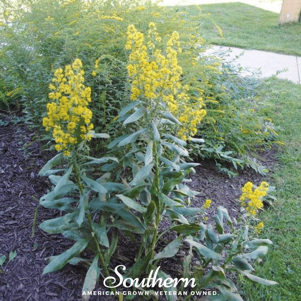 Showy Goldenrod – 100 Seeds