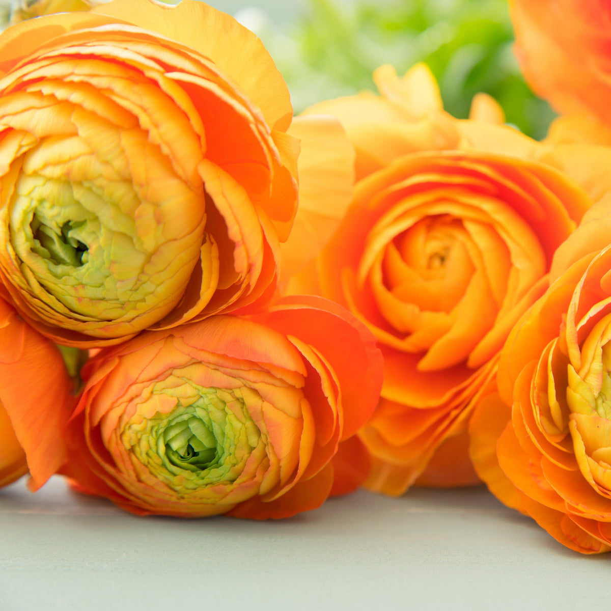 Ranunculus - Tecolote Gold