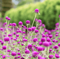Purple Globosa Gomphrena Seeds – Globe Amaranth Heirloom, Vibrant Purple, Long-Lasting Cut Flowers, Drought Tolerant, Annual, Gomphrena globosa