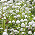 White Globosa Gomphrena Seeds – Globe Amaranth Heirloom, Long-Lasting White Flowers, Heat-Tolerant Annual for Borders & Containers