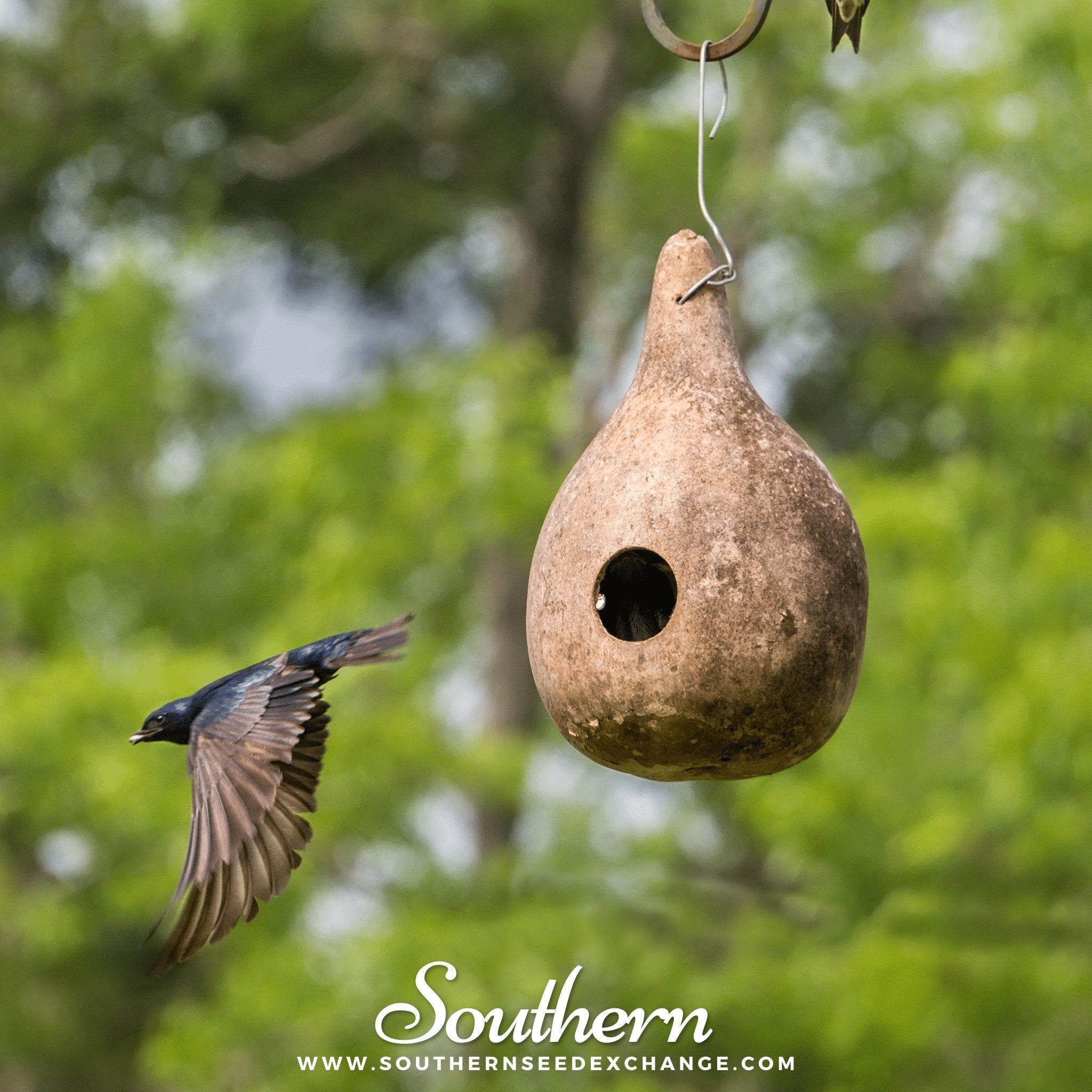 Birdhouse Bottle Gourd – 15 Seeds