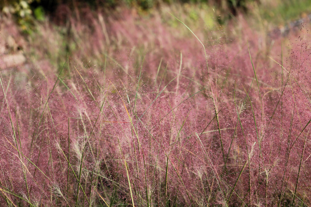100 RUBY SILK LOVEGRASS Ornamental Love Grass Eragrostis Tef Seeds