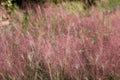 100 RUBY SILK LOVEGRASS Ornamental Love Grass Eragrostis Tef Seeds