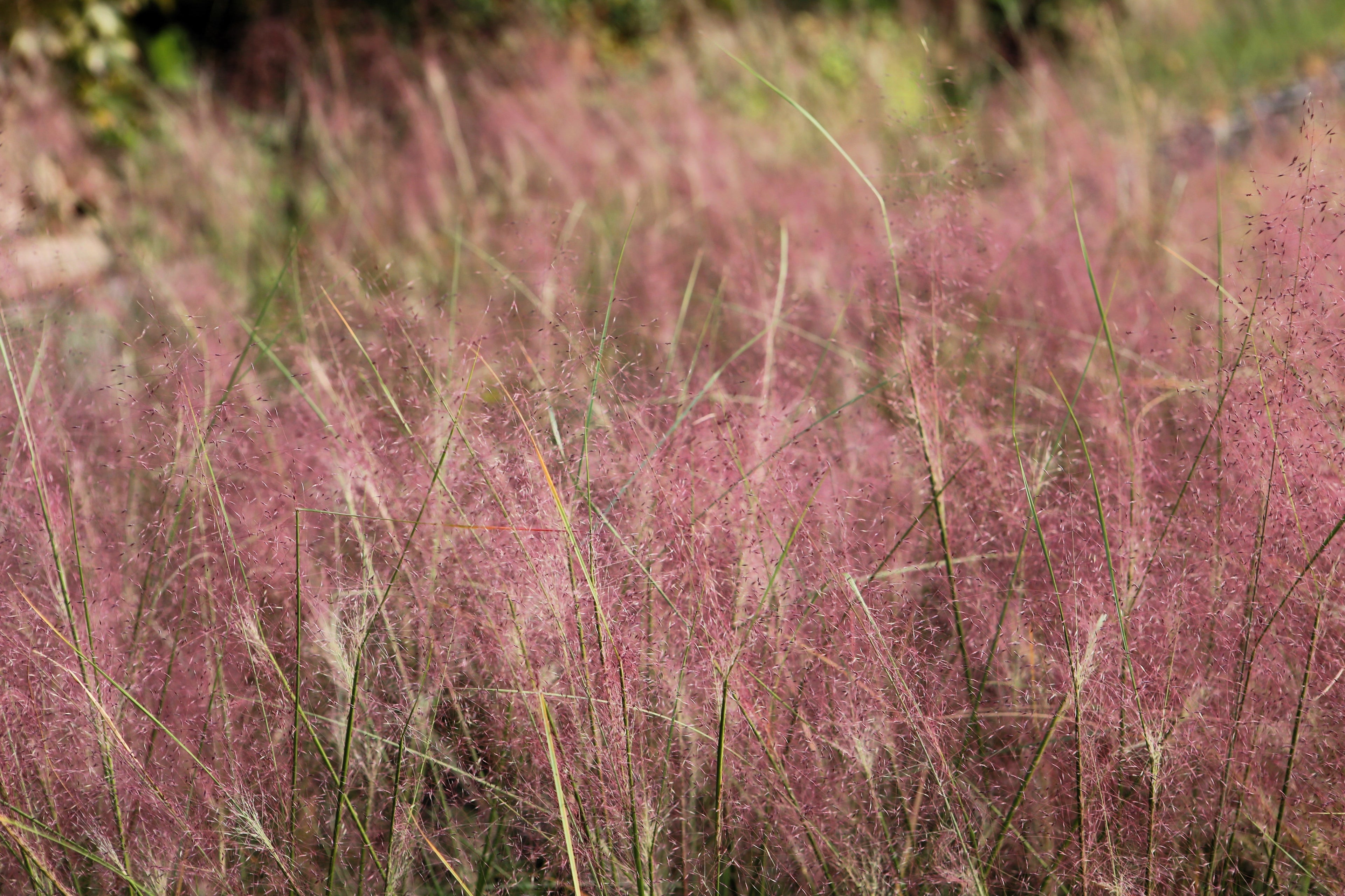 100 RUBY SILK LOVEGRASS Ornamental Love Grass Eragrostis Tef Seeds