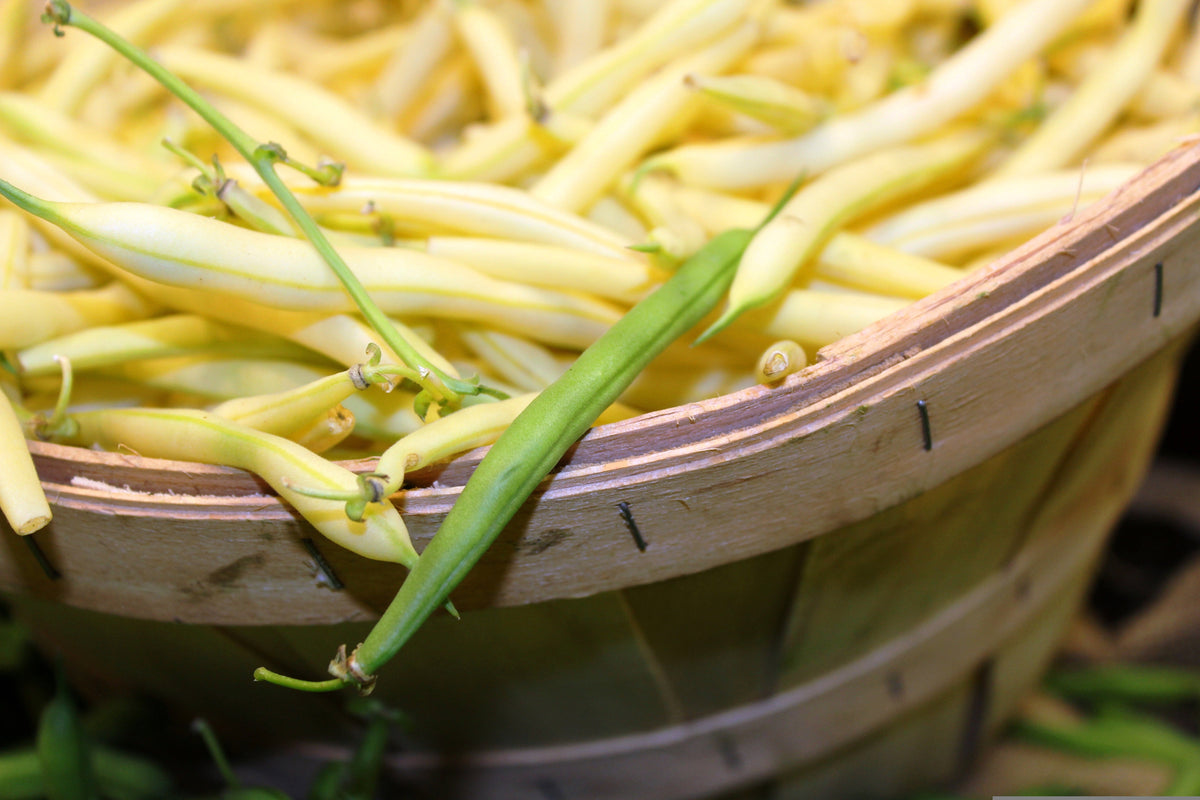 Netre Bhena 25 GOLDRUSH GREEN BEAN Bright Yellow Wax Bean Phaseolus Vulgaris Veget ...