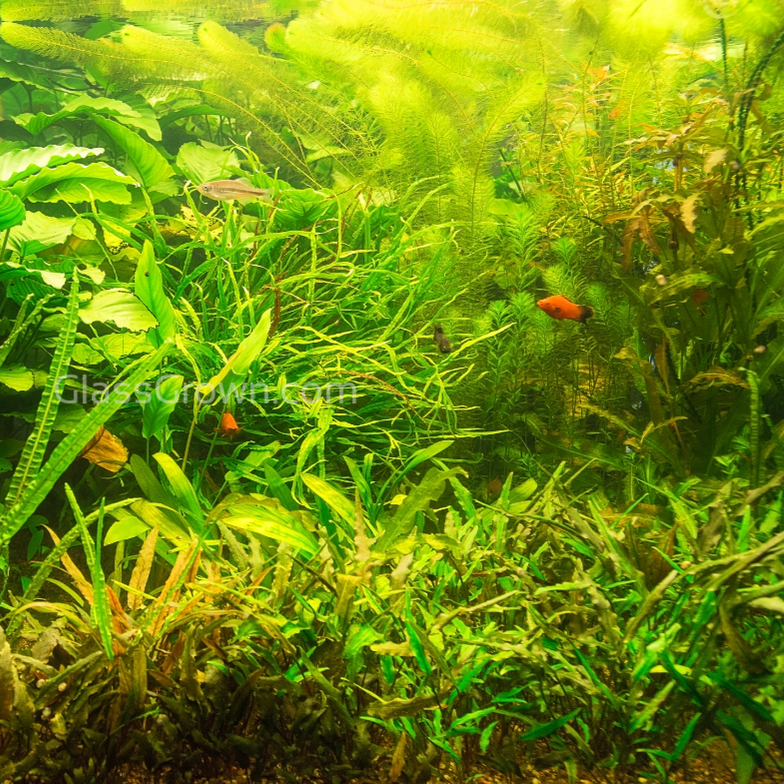 Done For You Plant Package, 12 Full Size (No Co2 Required)