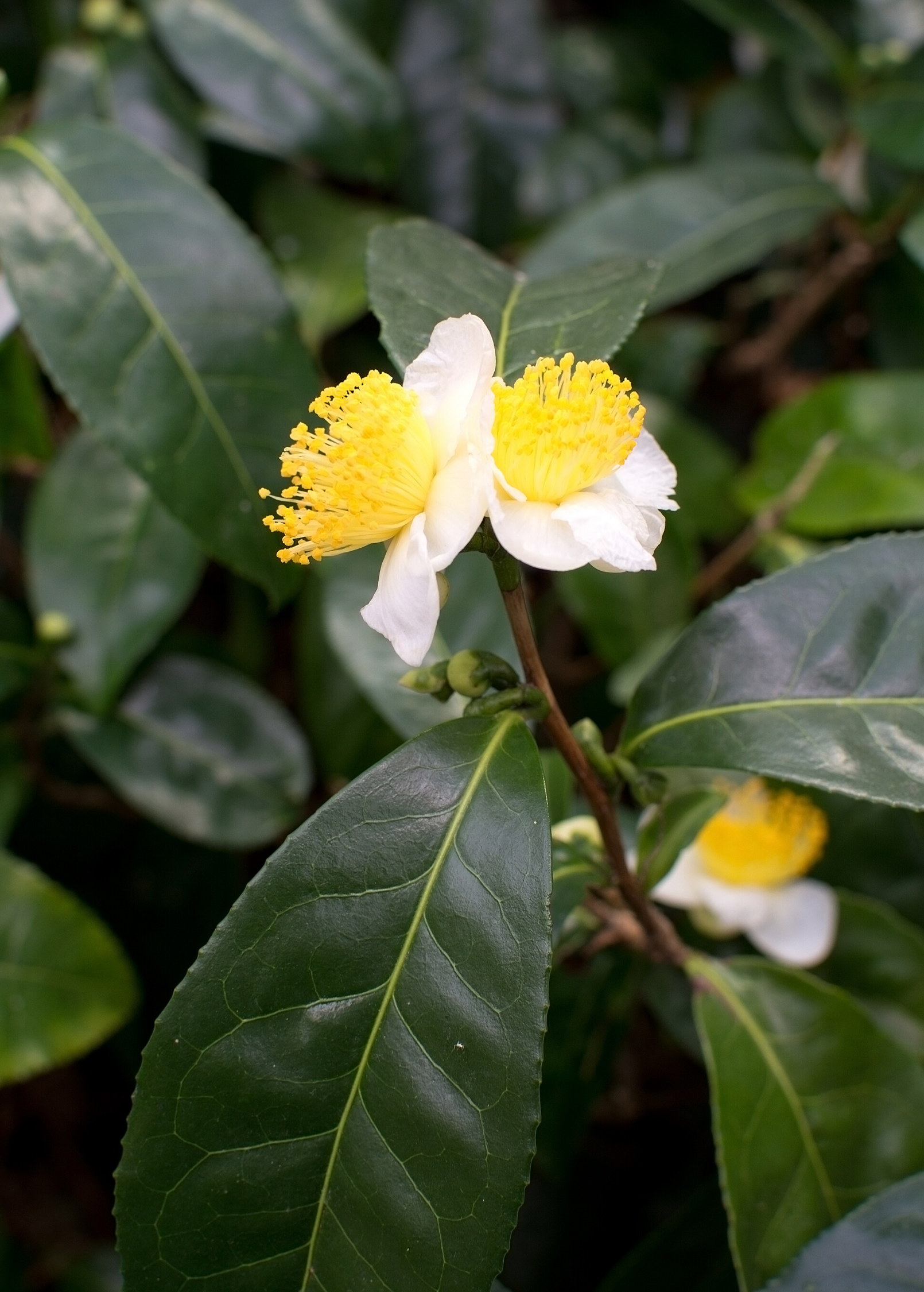 Green Tea (Camellia sinensis)