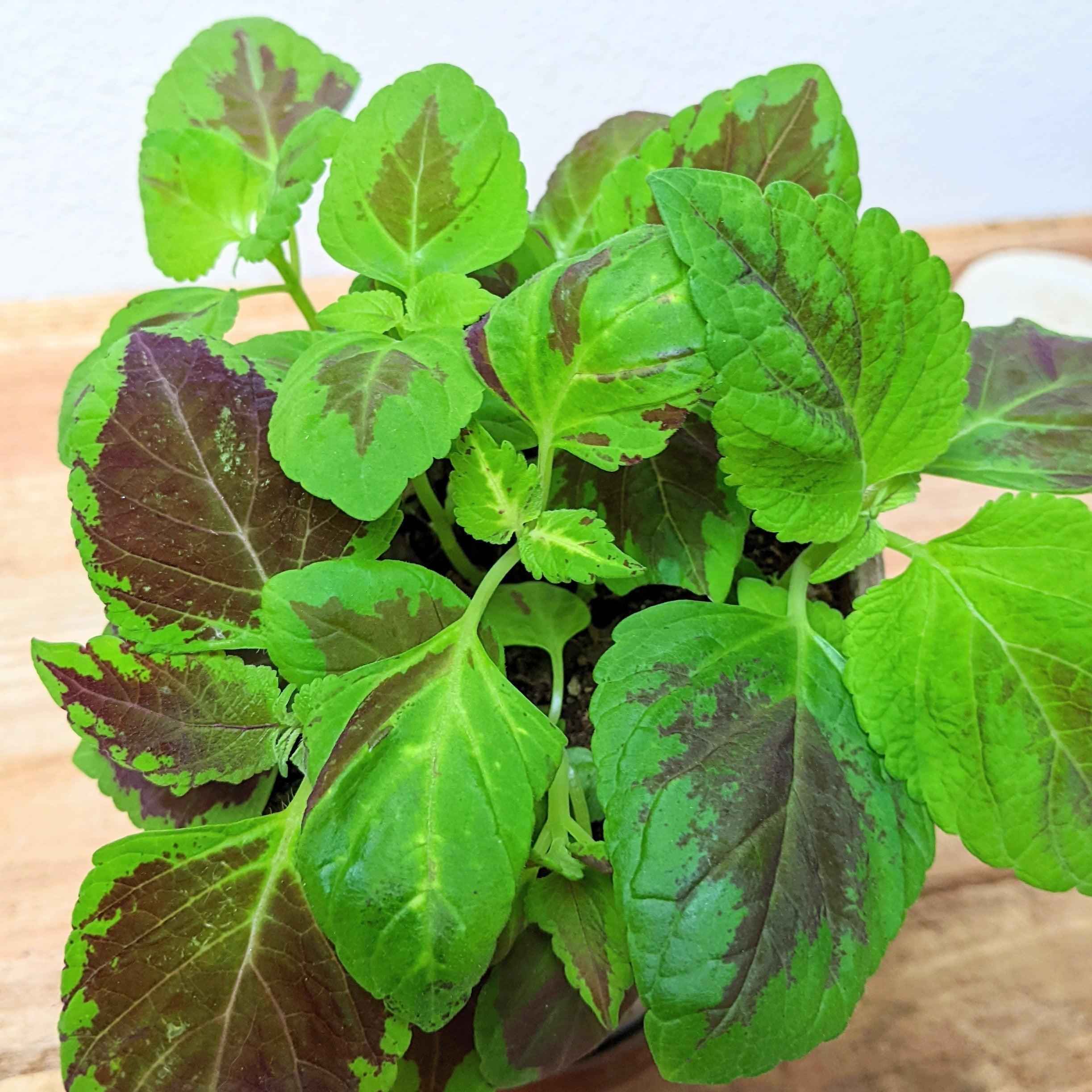Grow a Coleus Seed Kit