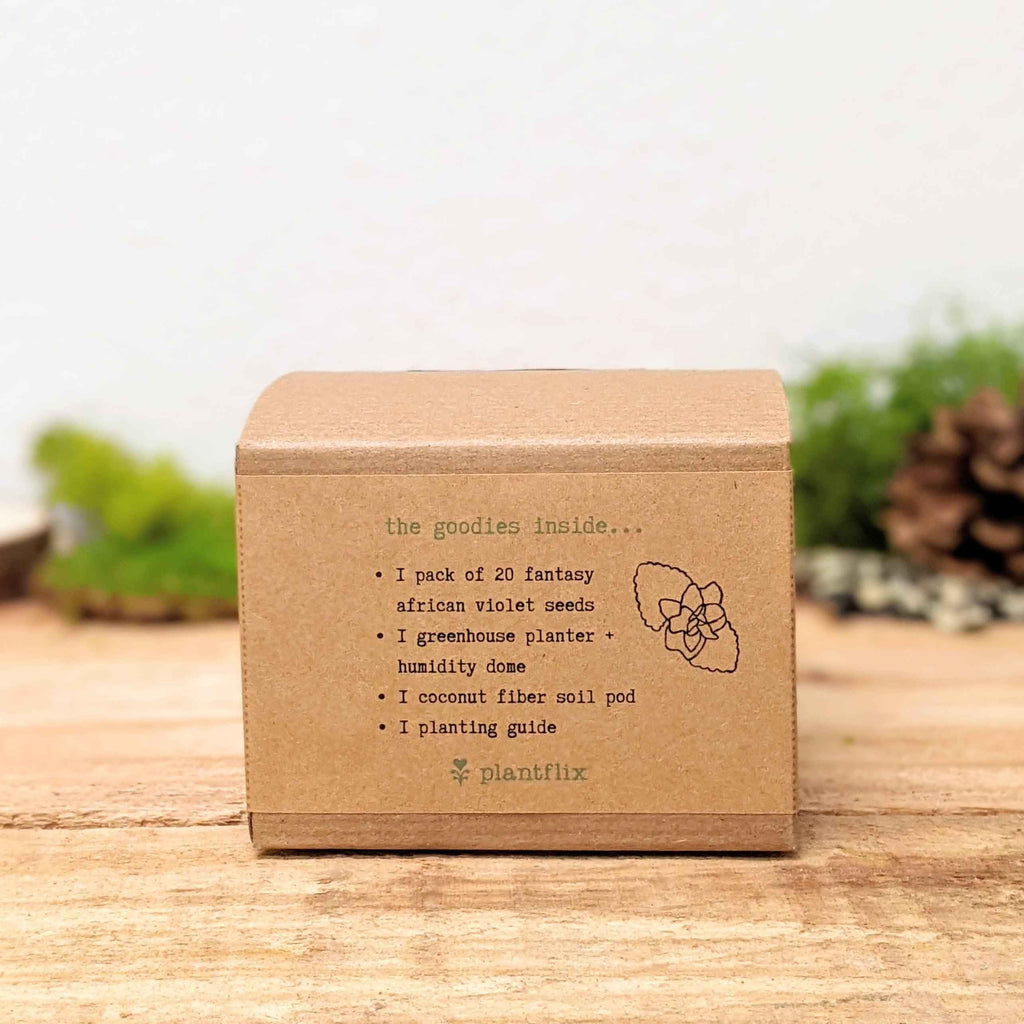 Grow an African Violet Seed Kit