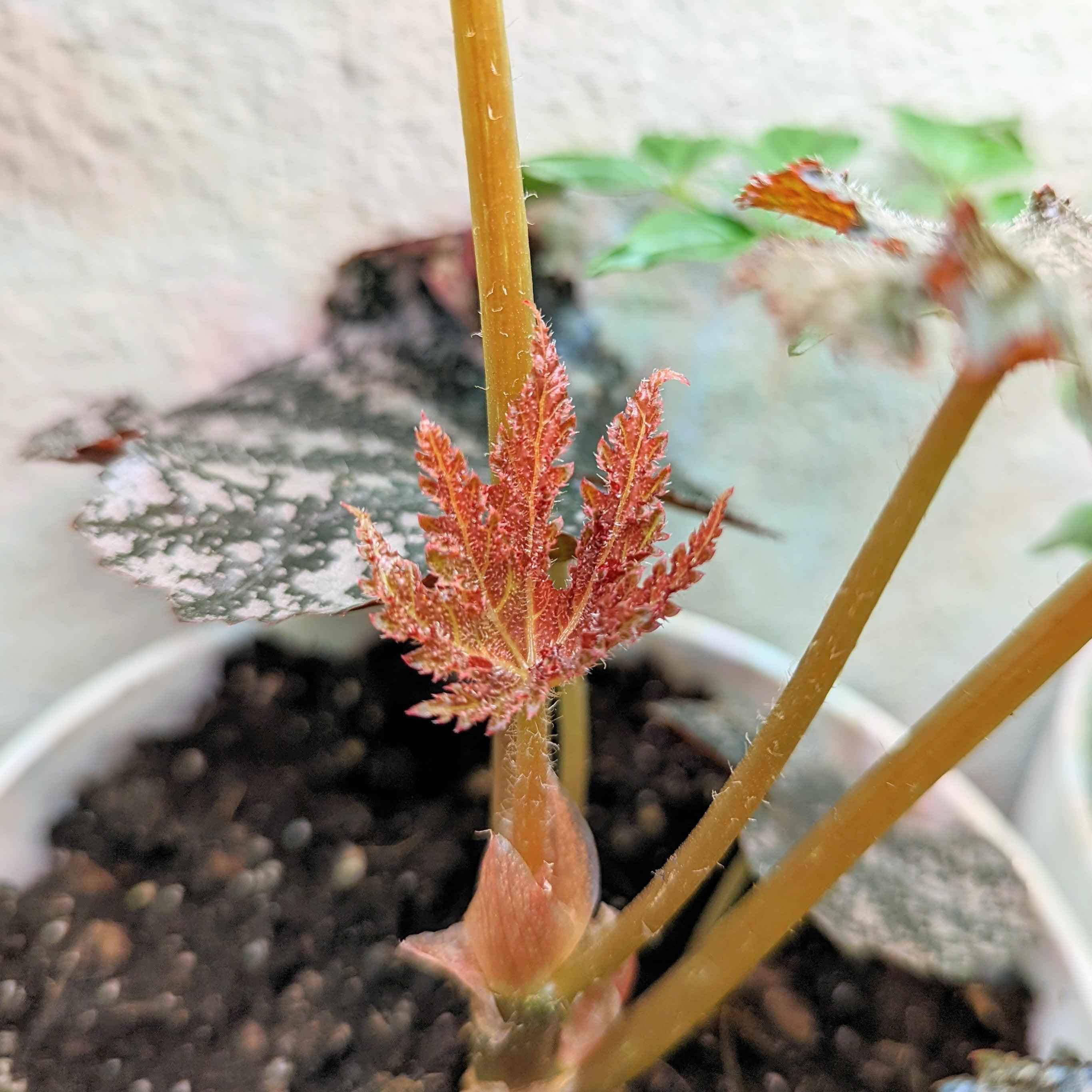 Gryphon Begonia Seeds