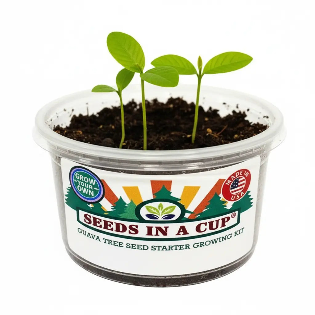 American Ash Tree Grow Kit | Grow Ash Tree from Seed | Seeds In A Cup®