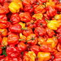 Habanero Pepper Seeds