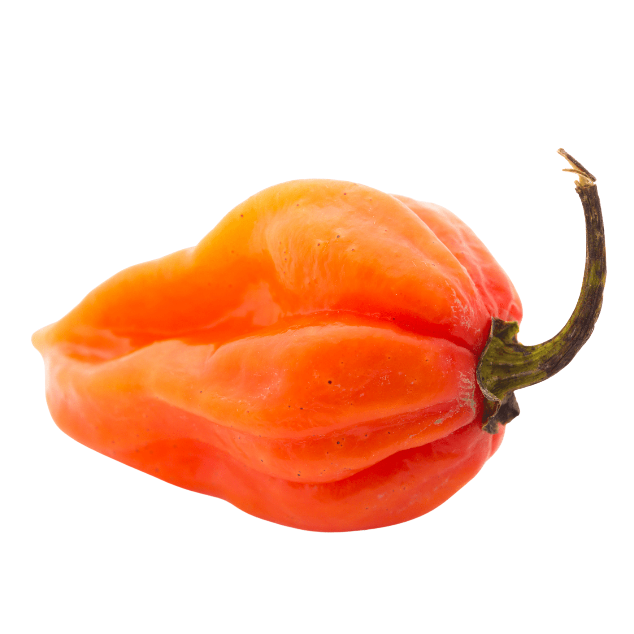 Habanero Pepper Seeds