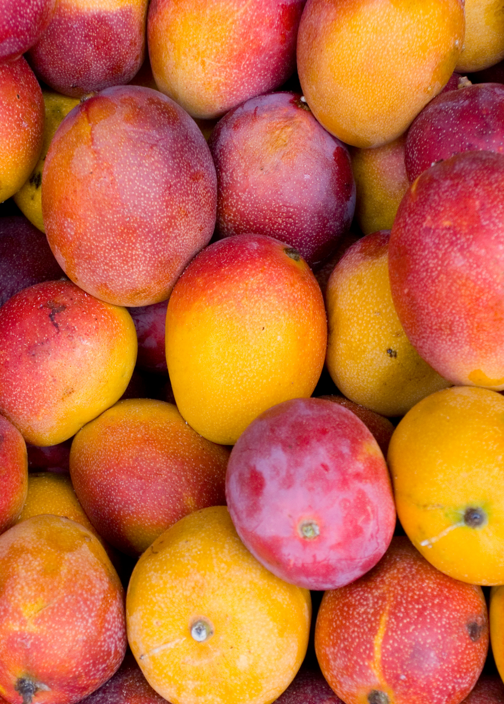 Mega XL Mango Bundle: 'Carrie' + 'Glenn' + 'Haden'