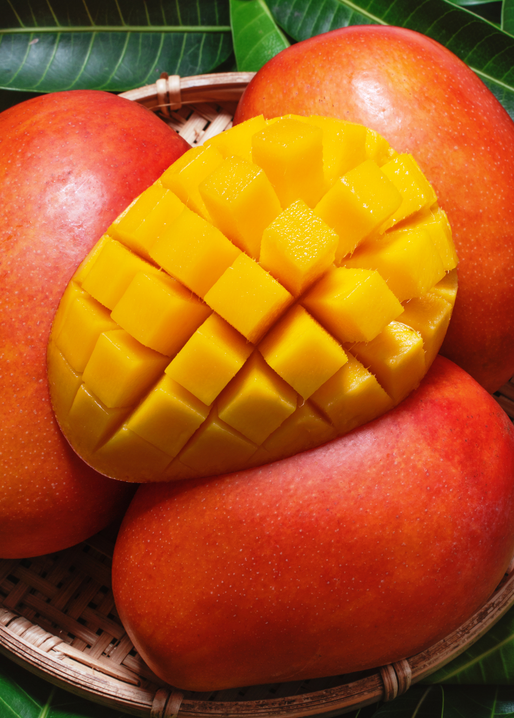 Mango 'Haden' (Mangifera indica)