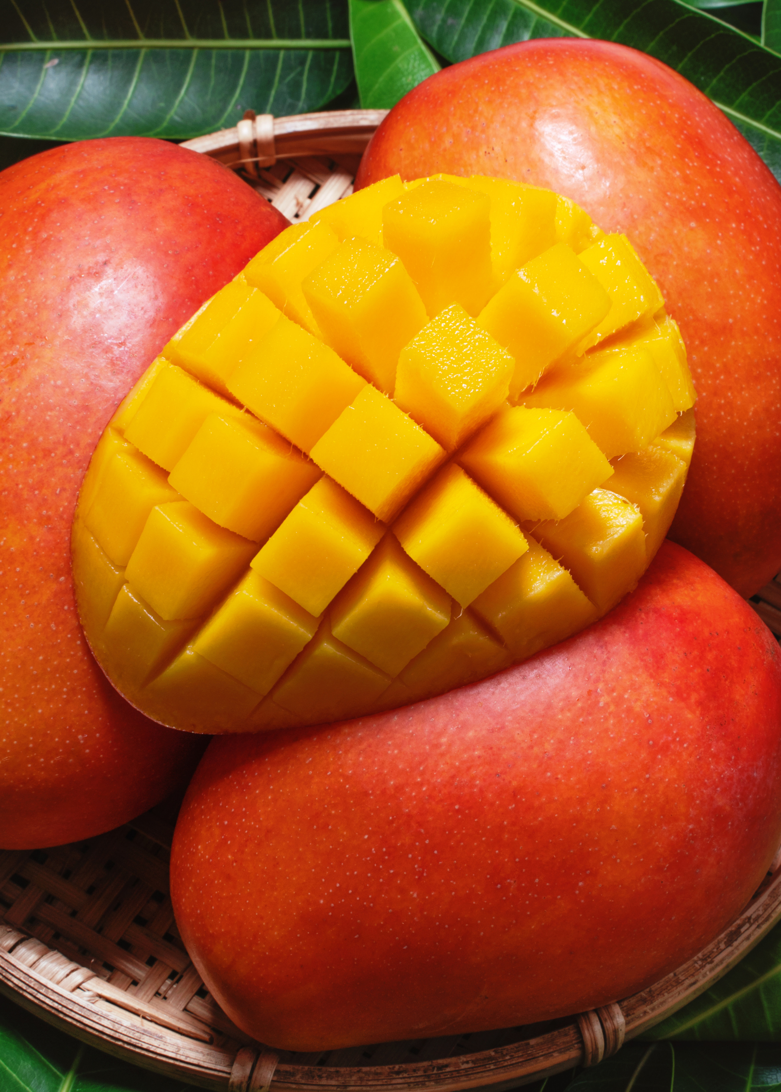 Mango 'Haden' (Mangifera indica)
