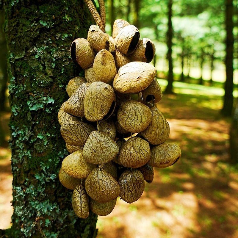 Hand Bell | Handmade Panji Seed Shaker