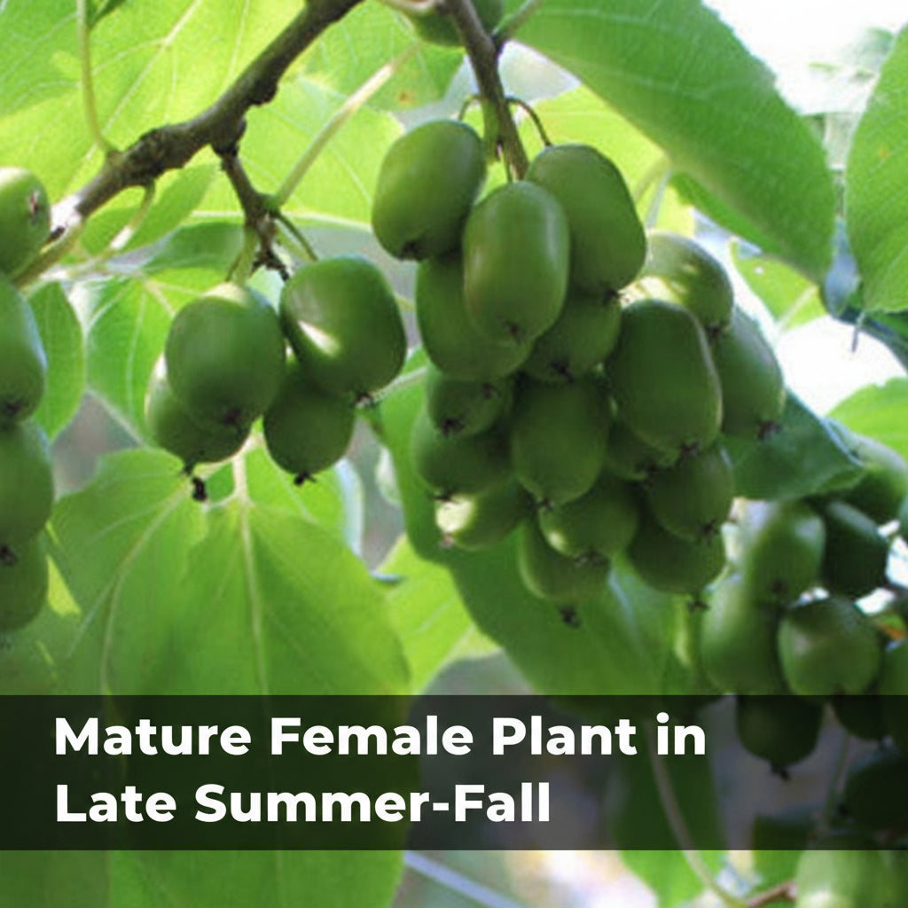 Hardy Kiwi Live Plants – Anna Female & Meader Male – Edible Fruit Vine, Zones 3–8
