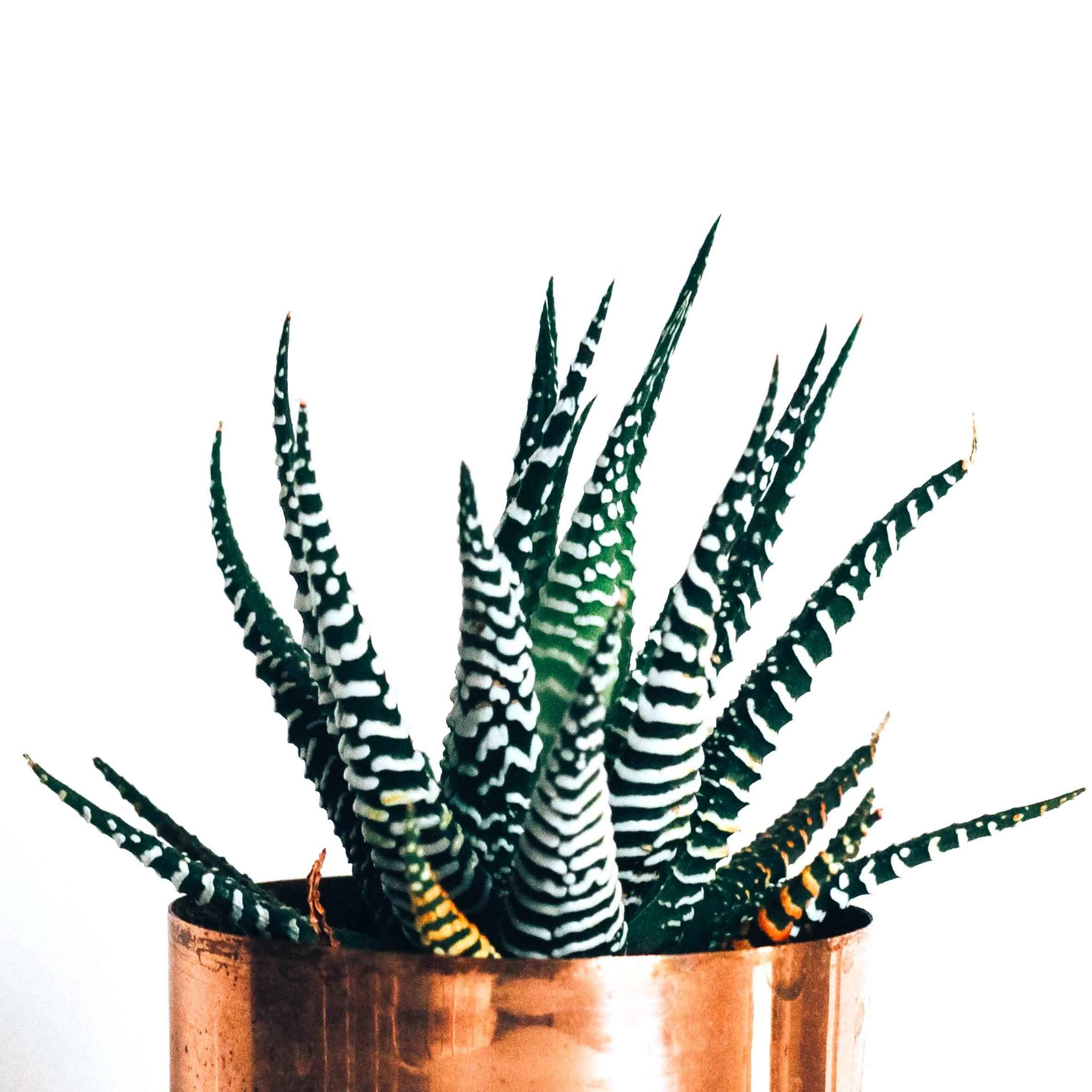 Haworthia Margaritifera 'Zebra Plant' Seeds