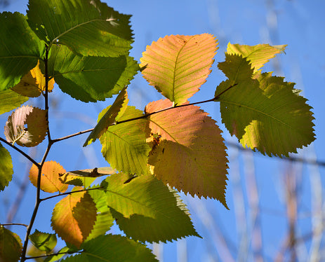 American Hazelnut