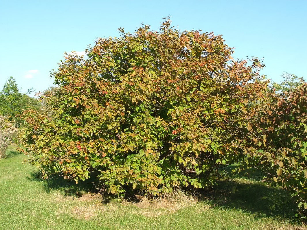 American Hazelnut