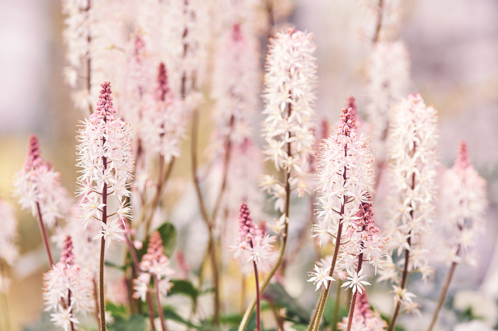 20 HEARTLEAF FOAMFLOWER White & Pink Tiarella Wherryi Coolwort Flower Seeds