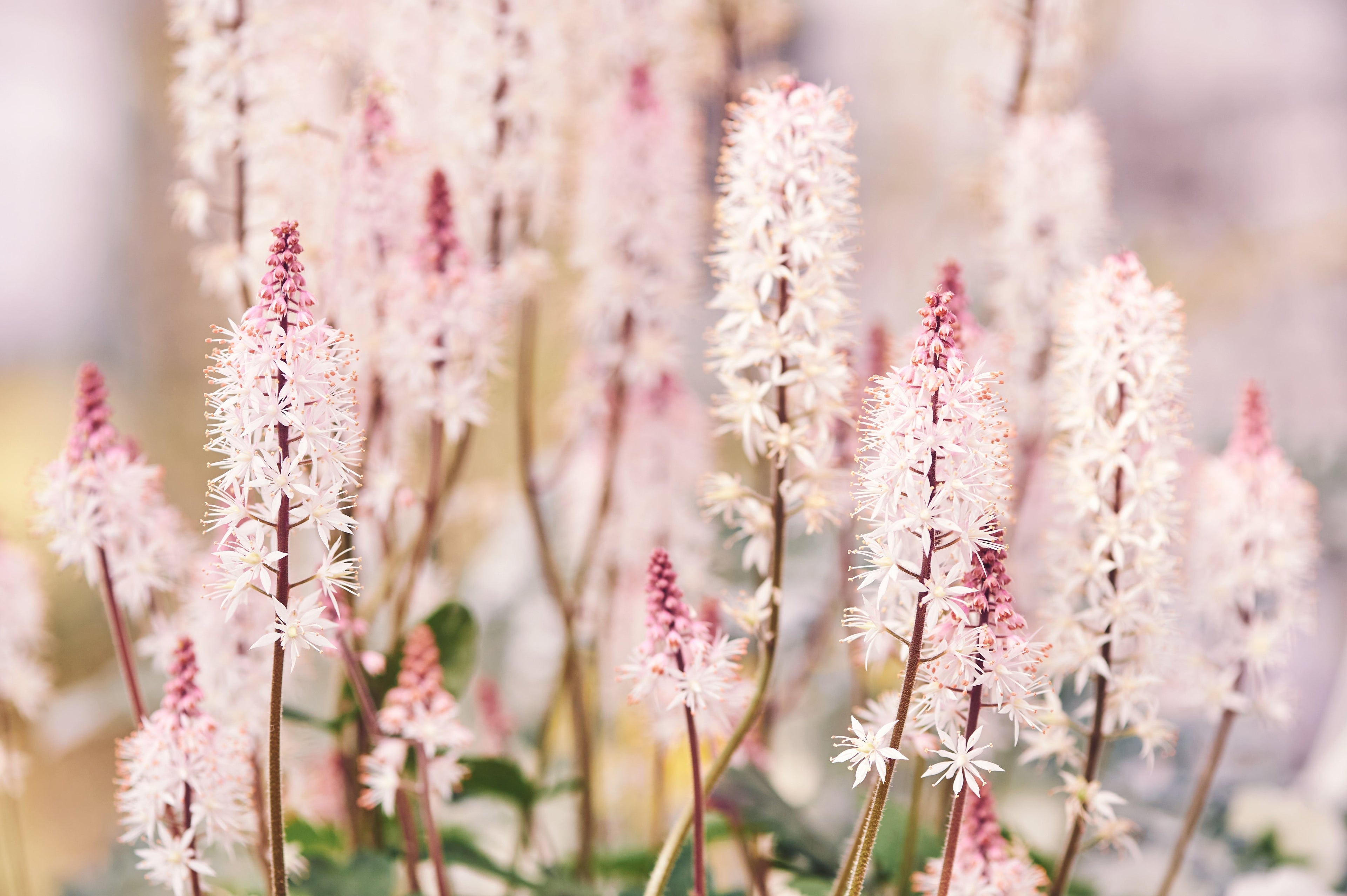 20 HEARTLEAF FOAMFLOWER White & Pink Tiarella Wherryi Coolwort Flower Seeds