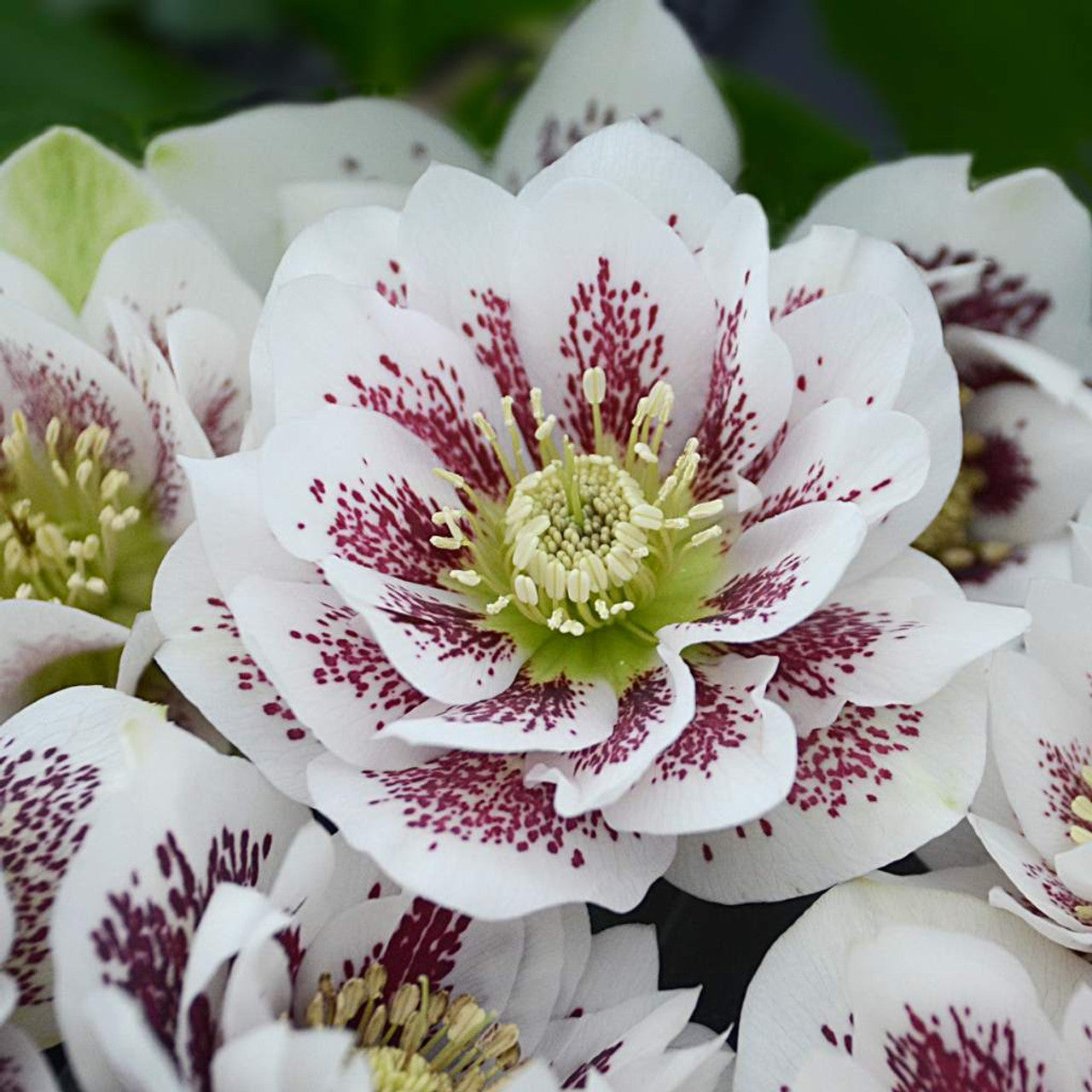 Hellebore ‘Confetti Cake’ (Helleborus x hybridus) – Established Gal Size, Healthy Roots, Lenten Rose, Perennial Shade Plant