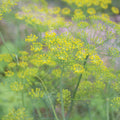Mammoth Long Island Dill