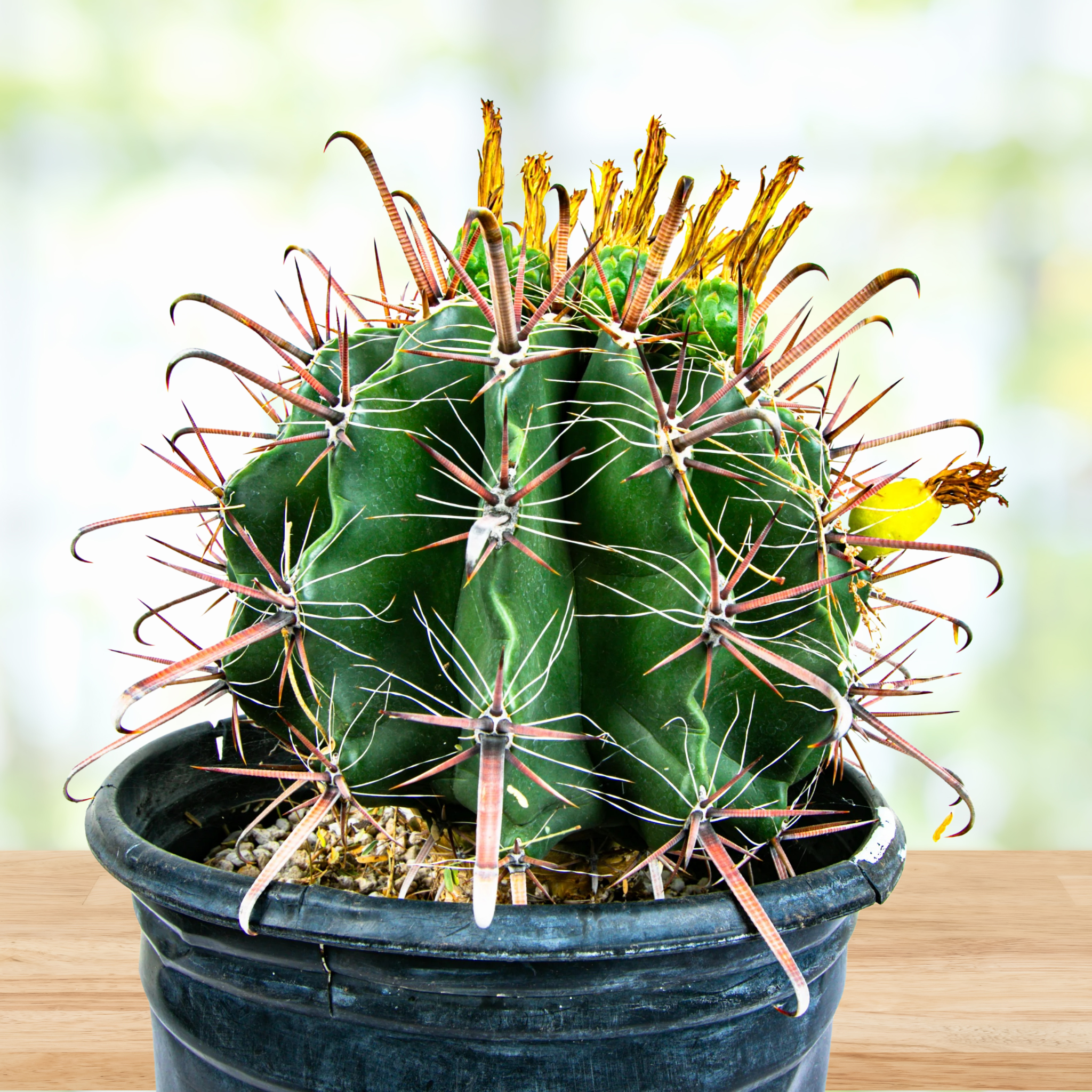 Ferocactus herrerae