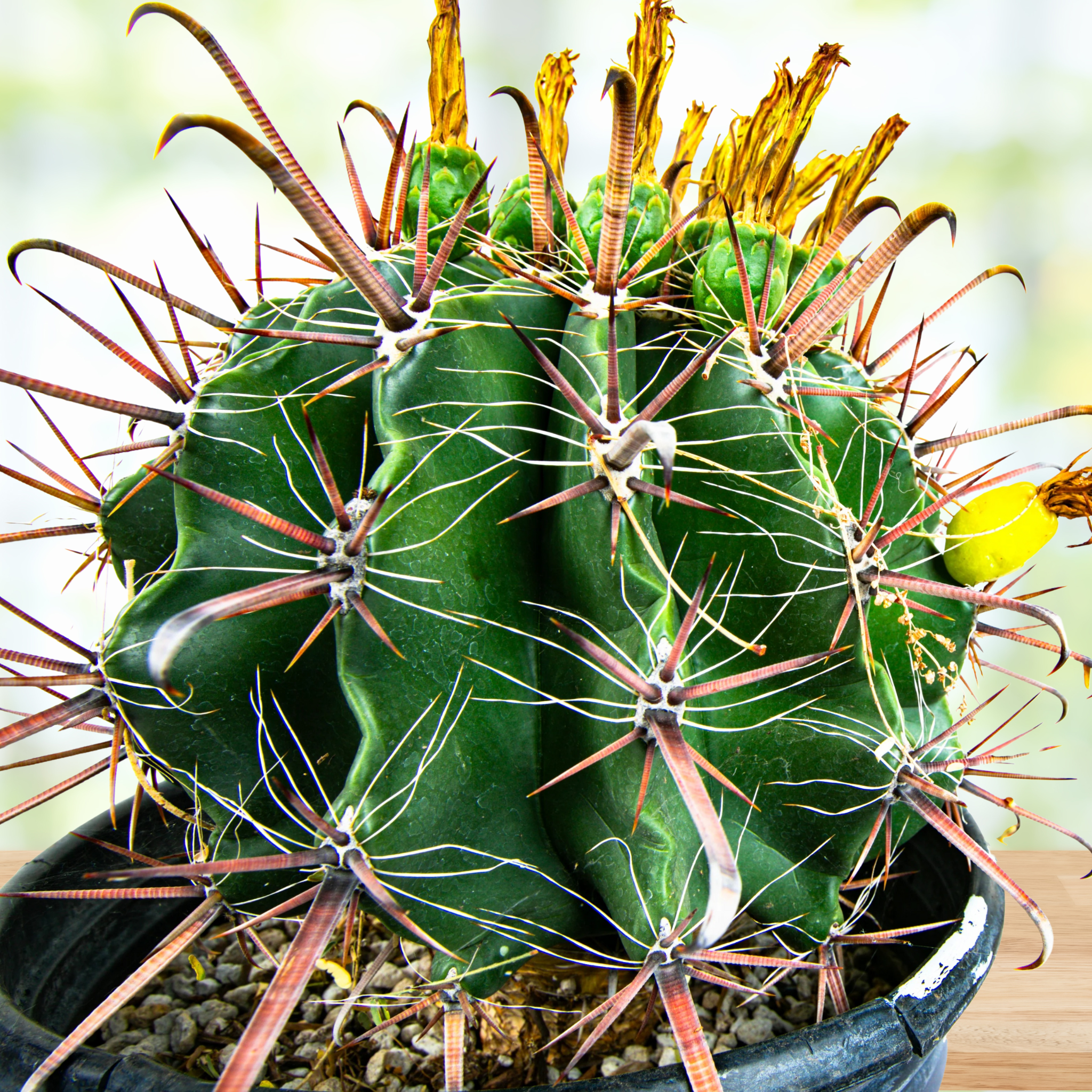 Ferocactus herrerae