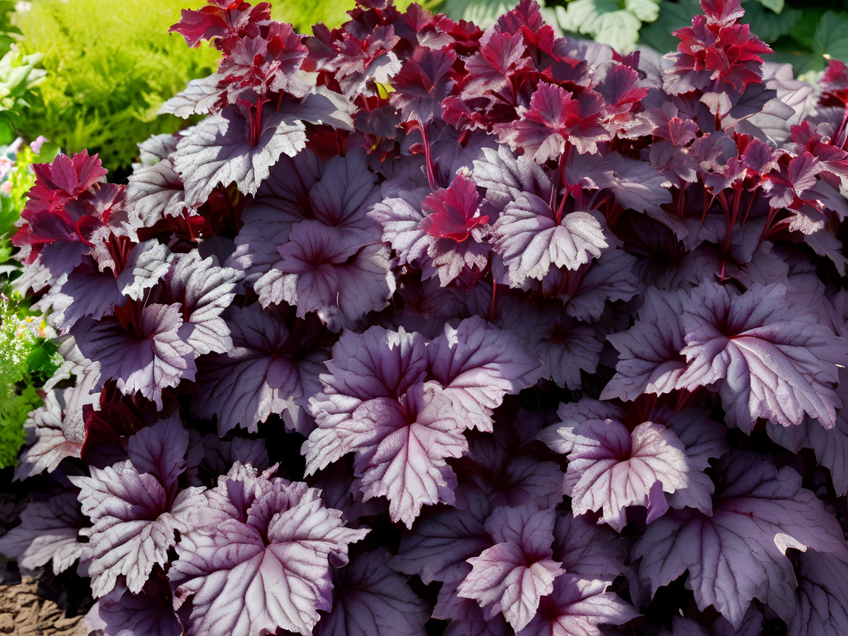 Heuchera 'Palace Purple'
