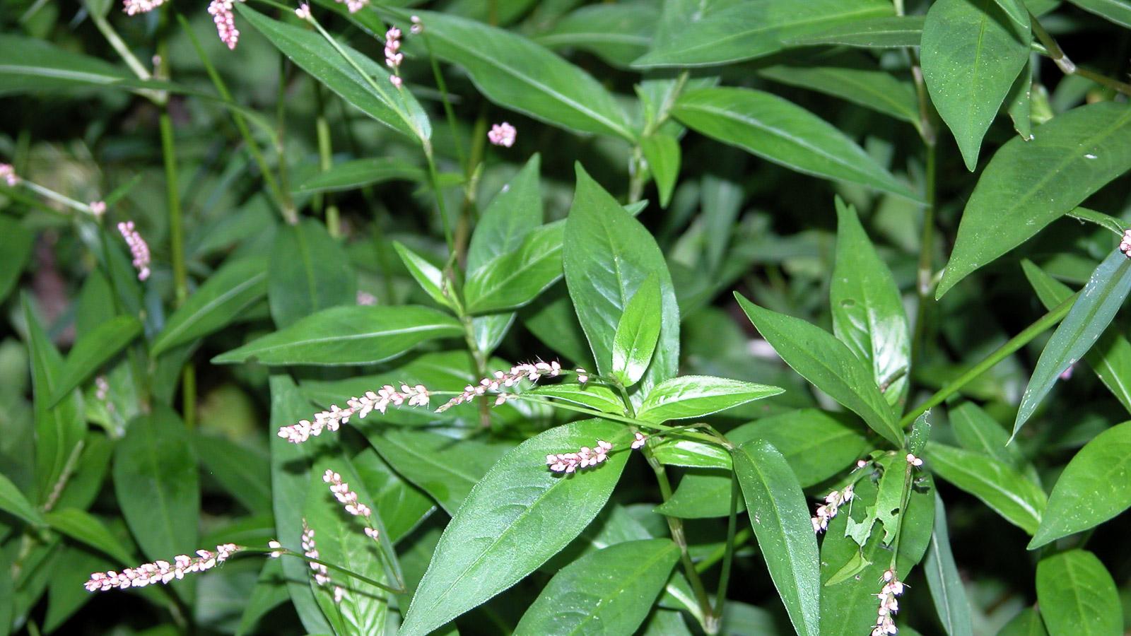 Creeping Smartweed™ — Low-Growing, Native Groundcover with Pink Blooms & Pollinator Friendly