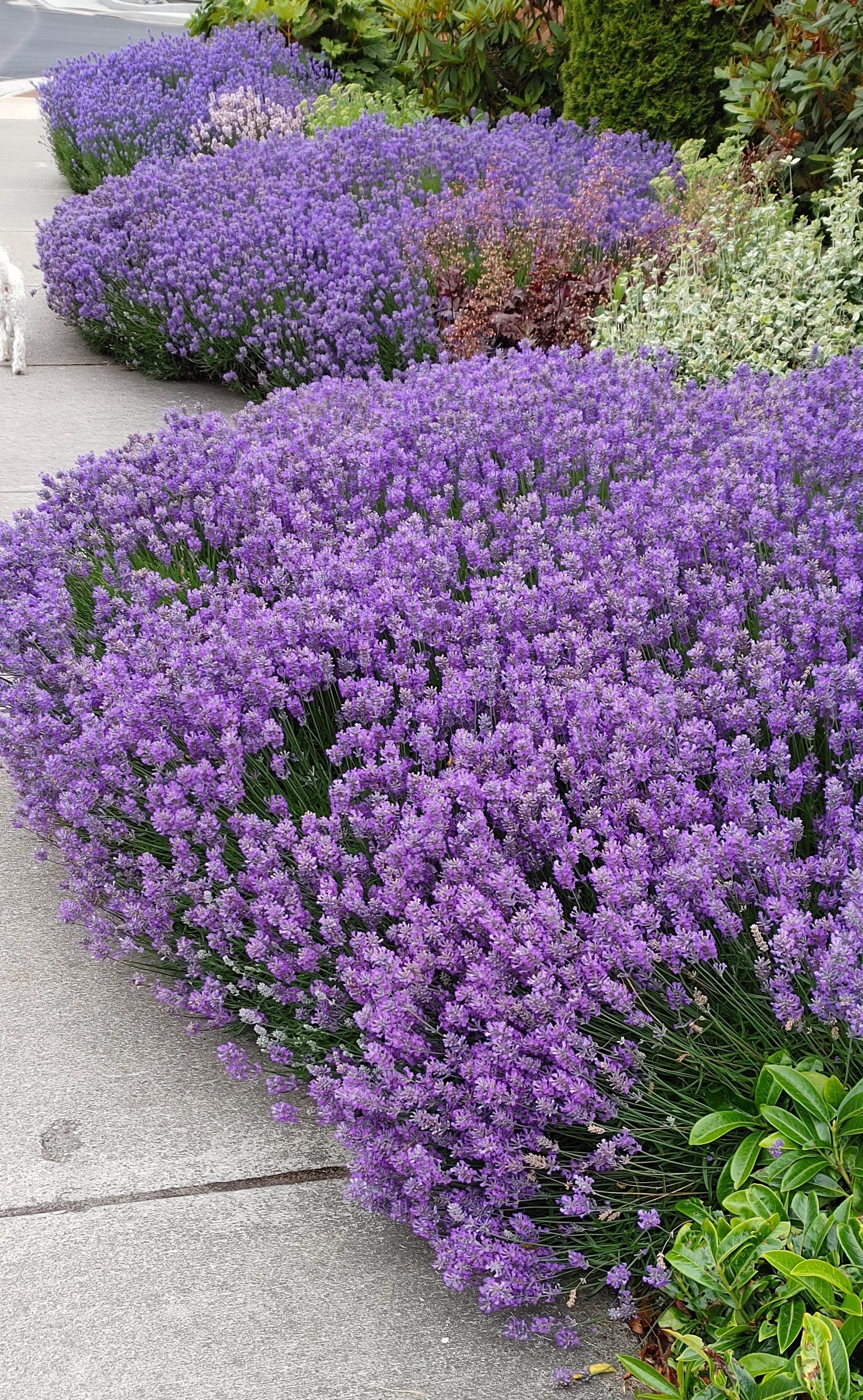 Blue Cushion Lavender Plant - Live Lavandula angustifolia 4 Inch Pot