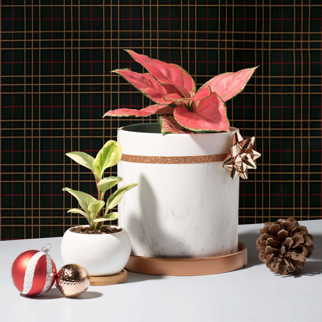 Aglaonema 'Wishes' Pink Plant