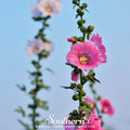 Pink Hollyhock Seeds – Heirloom Alcea rosea for Cottage Garden, Tall Spires, Pink Flowers, Pollinator-Friendly, 25 Seeds